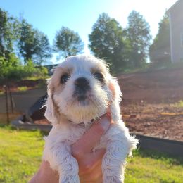 Cocker Spaniel All Grown Up from Van gass Puppies