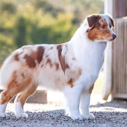 Australian Shepherds from Teyrnon Aussies