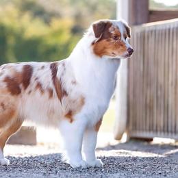 Australian Shepherds from Teyrnon Aussies