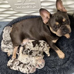 French Bulldogs from Timeka Mayfield's French Bulldogs