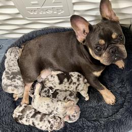 French Bulldogs from Timeka Mayfield's French Bulldogs