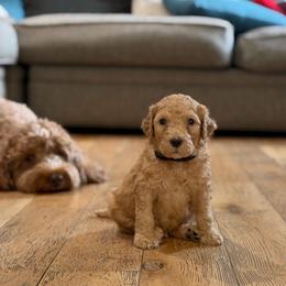Black - Apricot male Goldendoodle puppy in Spring, Texas from The Doodle Den