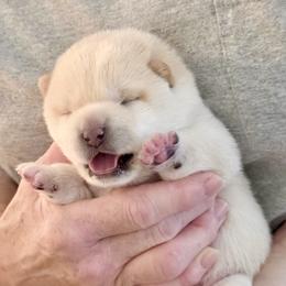 Boy 1 - Cream male Shiba Inu puppy in Milton, Florida from Moonlight Shibas