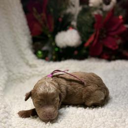 Girl 2 - female Goldendoodle puppy in New Iberia, Louisiana from Crystal's Goldendoodles