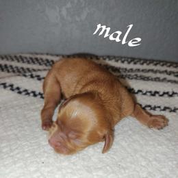 Quinlin - Ruby male Cavalier King Charles Spaniel puppy in Lambertville, Michigan from Dream Dog LLC