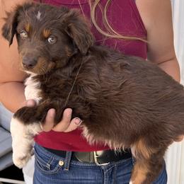 Boy 1 - Red tri male Miniature Australian Shepherd puppy in Mountain Home, Idaho from Jessie's Miniature Australian Shepherds