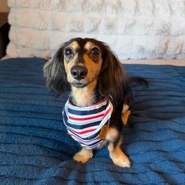 Furnancy - Dachshund