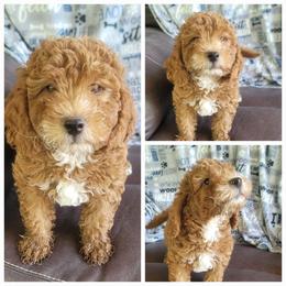 RUSTY - Red  male Goldendoodle puppy in Plymouth, Utah from Country Sunshine