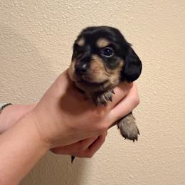 Blue - Black and cream male Dachshund puppy in Modesto, California from Once Upon a Mini Dachshund