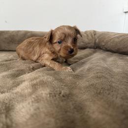 Teddy - Sable male Yorkshire Terrier puppy in Elk Ridge, Utah from Janita's Yorkshire Terriers