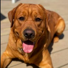 Ozzy - Labrador Retriever