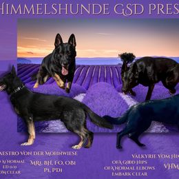 German Shepherd puppies from Himmelshunde German Shepherds