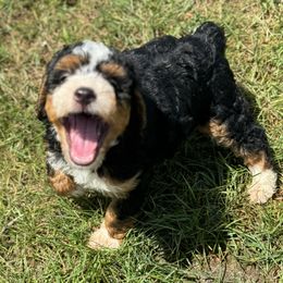 Bernedoodle Puppies from Bundren Farms