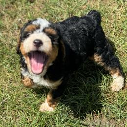 Bernedoodle Puppies from Bundren Farms