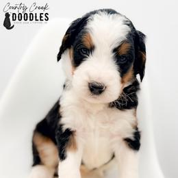 OMER - Tri-color male Bernedoodle puppy in Tipton, Indiana from Country Creek Doodles