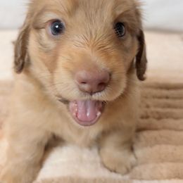 Dachshund Puppies from The Dach House