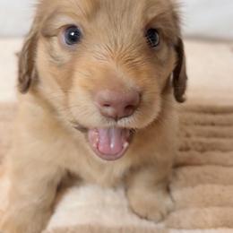 Dachshund Puppies from The Dach House