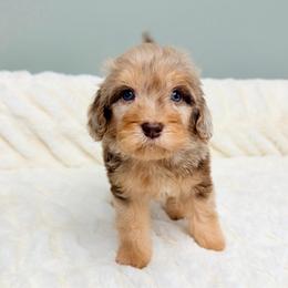 Mulled Cider 'Mulder' - Merle male Goldendoodle puppy in Springfield, Ohio from Dawson & Daryn's Royal Companions