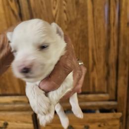 Miniature Schnauzer Puppies from Kelley Owen/rowland
