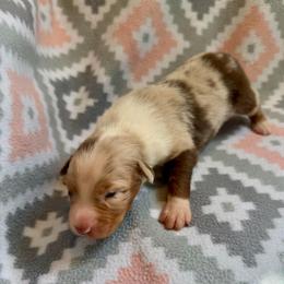 Rose - Red merle female Australian Shepherd puppy in Clover, South Carolina from Jo’s Aussies