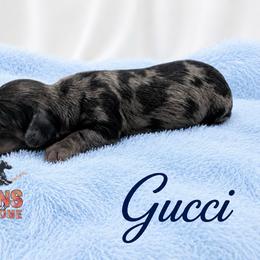 Gucci - Dapple male Dachshund puppy in Hockley, Texas from Shans Down Home Doxies