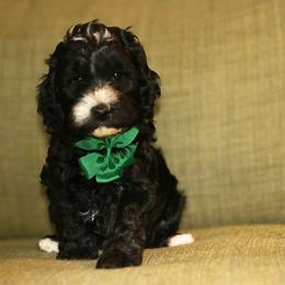 Green - Black male Australian Labradoodle puppy in Milton, North Carolina from Good Day Doodles