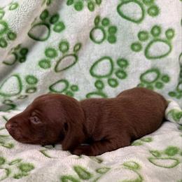 Hershey - Chocolate male Dachshund puppy in Victorville, California from Wirz’s Weens