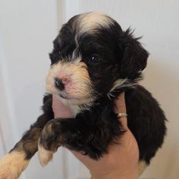 Girl 4 - Black and white female Schnoodle puppy in Galena, Illinois from Perry's doodles