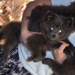 Jeanette - Blue female Pomeranian puppy in Mays Landing, New Jersey from KB Pom Pups