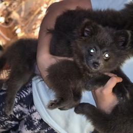 Jeanette - Blue female Pomeranian puppy in Mays Landing, New Jersey from KB Pom Pups