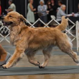 Golden Retriever Puppies from Canyon Ridge Goldens