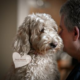 Pepper - Goldendoodle