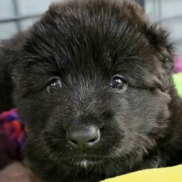Girl 3 - female Shiloh Shepherd puppy in Anza, California from Stunning Shiloh Shepherds