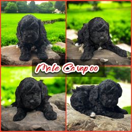 Black Male cavapoo - Black male Cavapoo puppy in Harrah, Oklahoma from Sunshines Pomeranians & Cavapoos