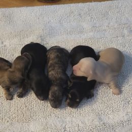 Dachshund Puppies from Rosie Posie Doxies