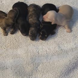 Dachshund Puppies from Rosie Posie Doxies