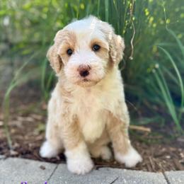 Starburst - Yellow and white female Bernedoodle puppy in Midland, Michigan from Northern Charm Farm