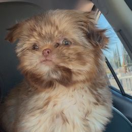 Shih Tzu Puppies from It’s a Shih Tzu world