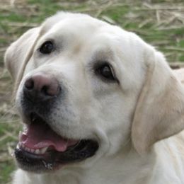 Labrador Retrievers from Moondance Labradors