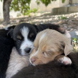 Australian Shepherd, Miniature American Shepherd, Miniature Australian Shepherd, and Toy Australian Shepherd Puppies from Painted Blue Aussies