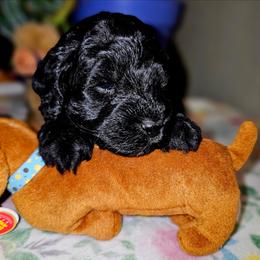 Lightning - Black male Cockapoo puppy in Indiahoma, Oklahoma from Phamily Doodles