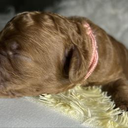 Nutmeg - Red  female Poodle puppy in Jensen Beach, Florida from Pineapple Poodles