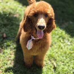Tan girl - Red  female Poodle puppy in Toms River, New Jersey from Bayview Poodles