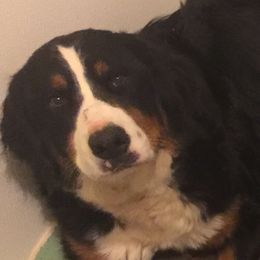 SA-BINE - Bernese Mountain Dog