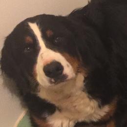 SA-BINE - Bernese Mountain Dog