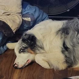 Blue - Australian Shepherd
