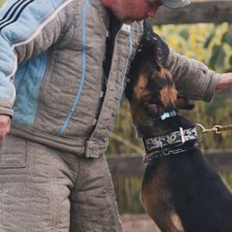 Belgian Malinois and Dutch Shepherds from ArcanaK9