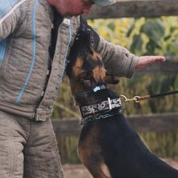 Belgian Malinois and Dutch Shepherds from ArcanaK9