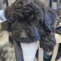 Cavapoo, Cockapoo, Goldendoodle, and Maltipoo Puppies from Perdue Puppies