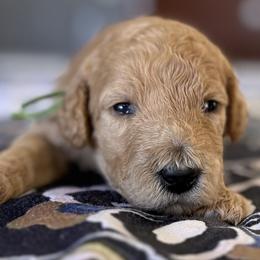 Miss Green Collar - Apricot female Poodle puppy in Screven, Georgia from Dreamland Standard Poodles